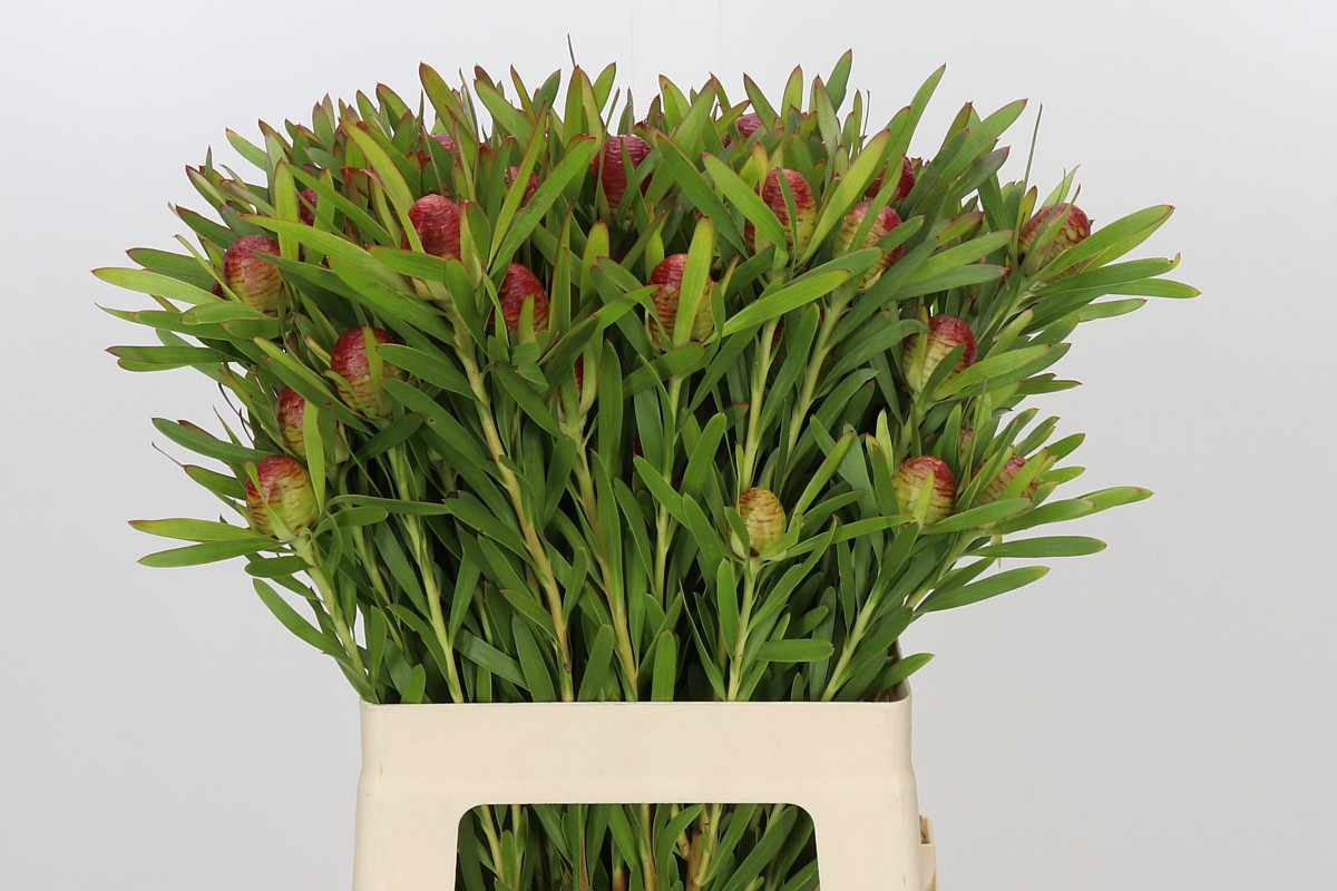 Leucad Ayoba Ch Pear 60cm