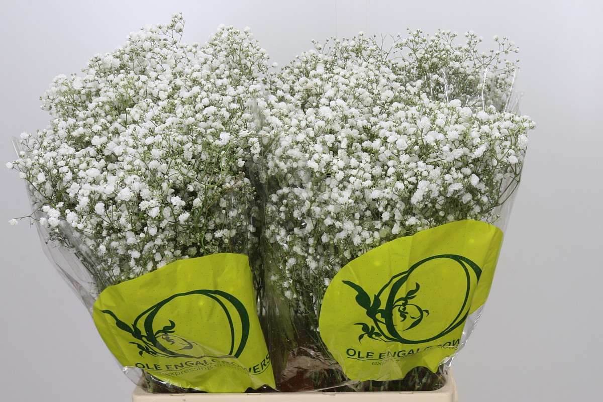Gypsophila Xlence White 70cm 15gram