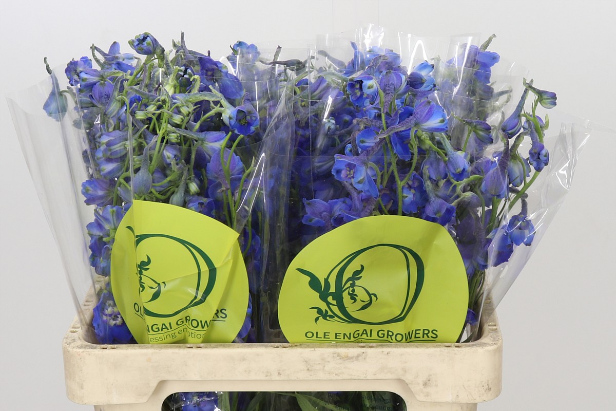 Delphinium Volkenrfrieden 60cm