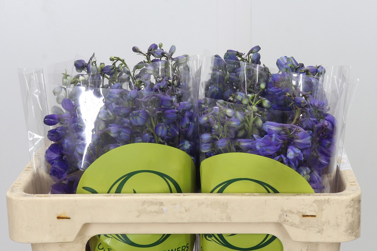 Delphinium Black Knigh 50cm