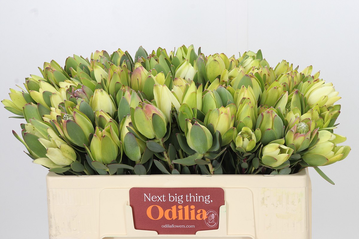 Leucadendron Discolor 50cm
