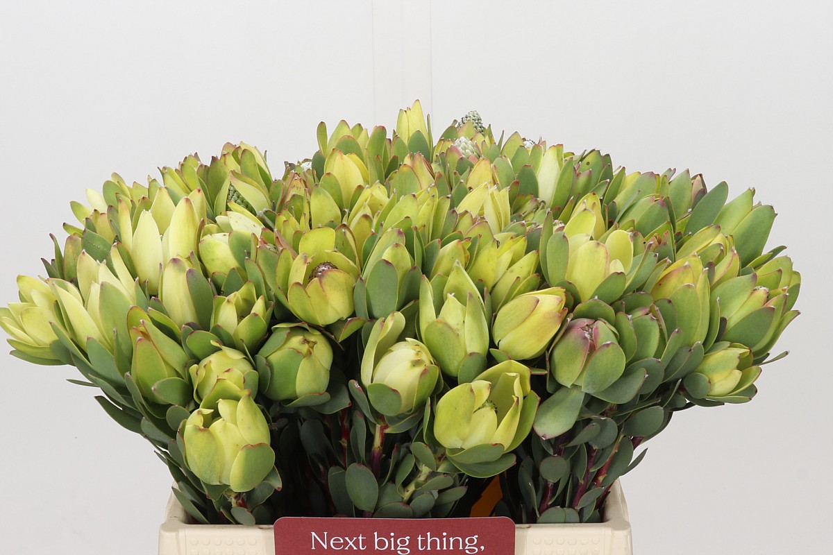 Leucadendron Discolor 40cm