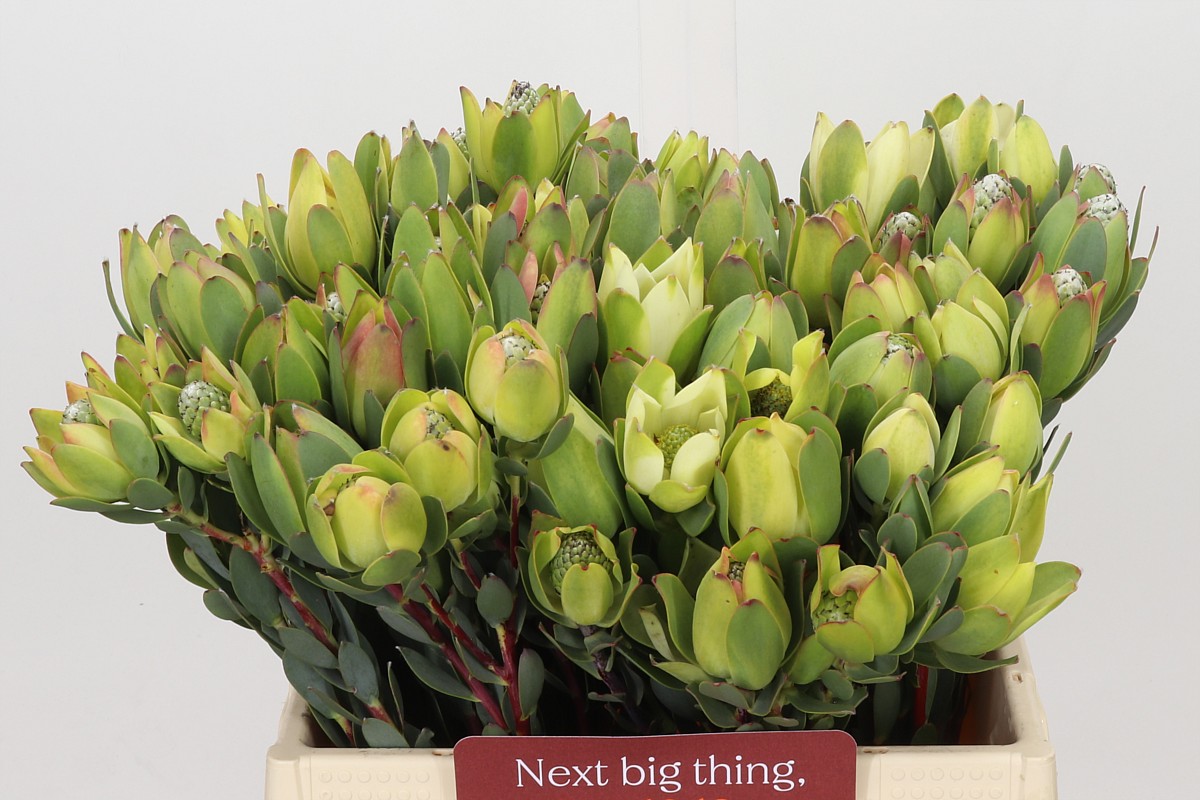 Leucadendron Discolor 40cm