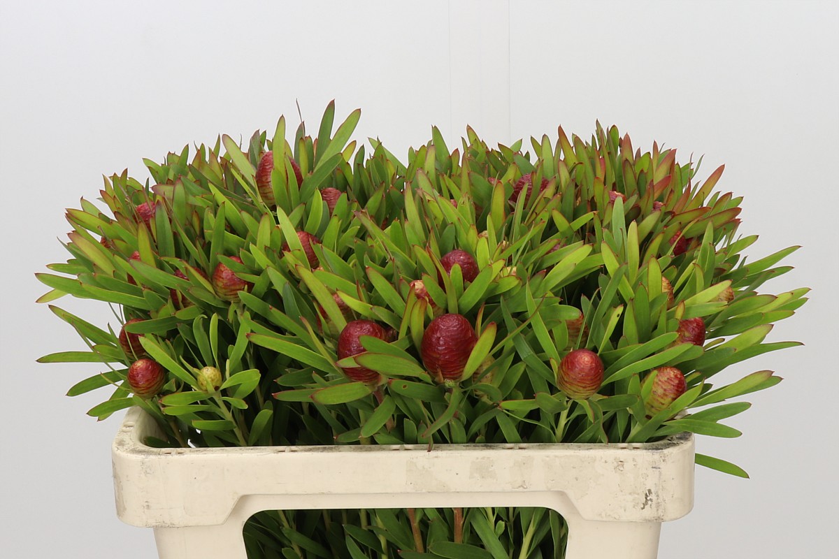 Leucad Ayoba Ch Pear 50cm
