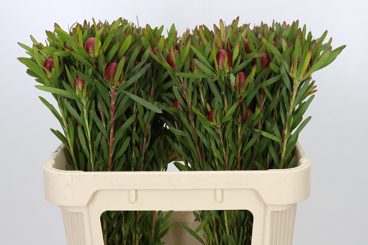 Leucad Ayoba Ch Pear 70cm