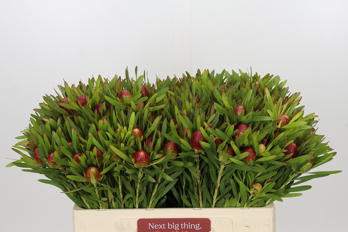 Leucad Ayoba Ch Pear 50cm