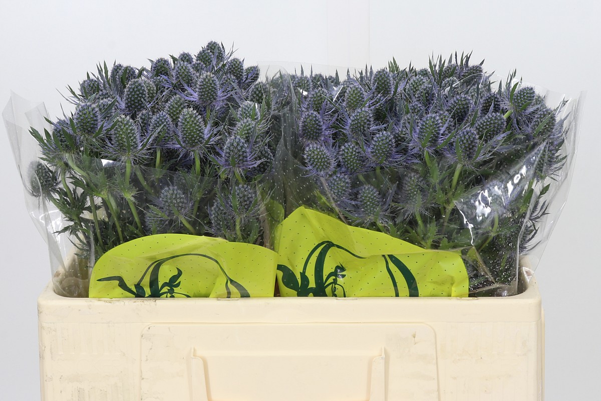 Eryngium Blue Lagoon 50cm