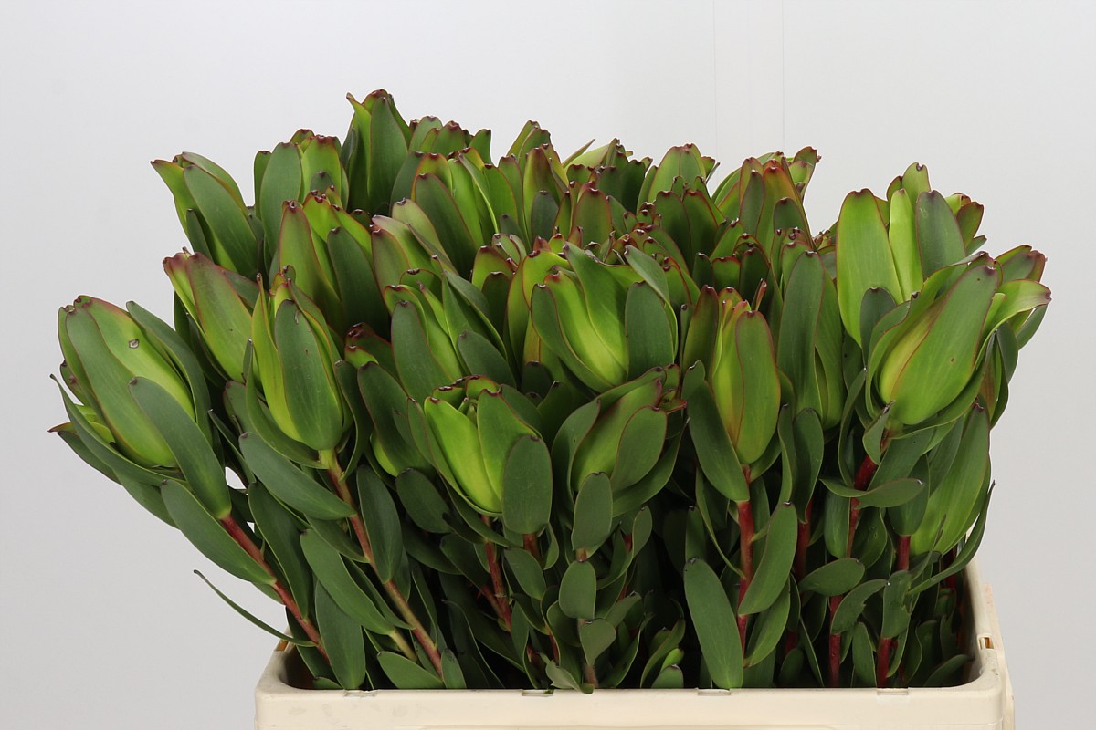Leucadendron Laurel Ylw 60cm