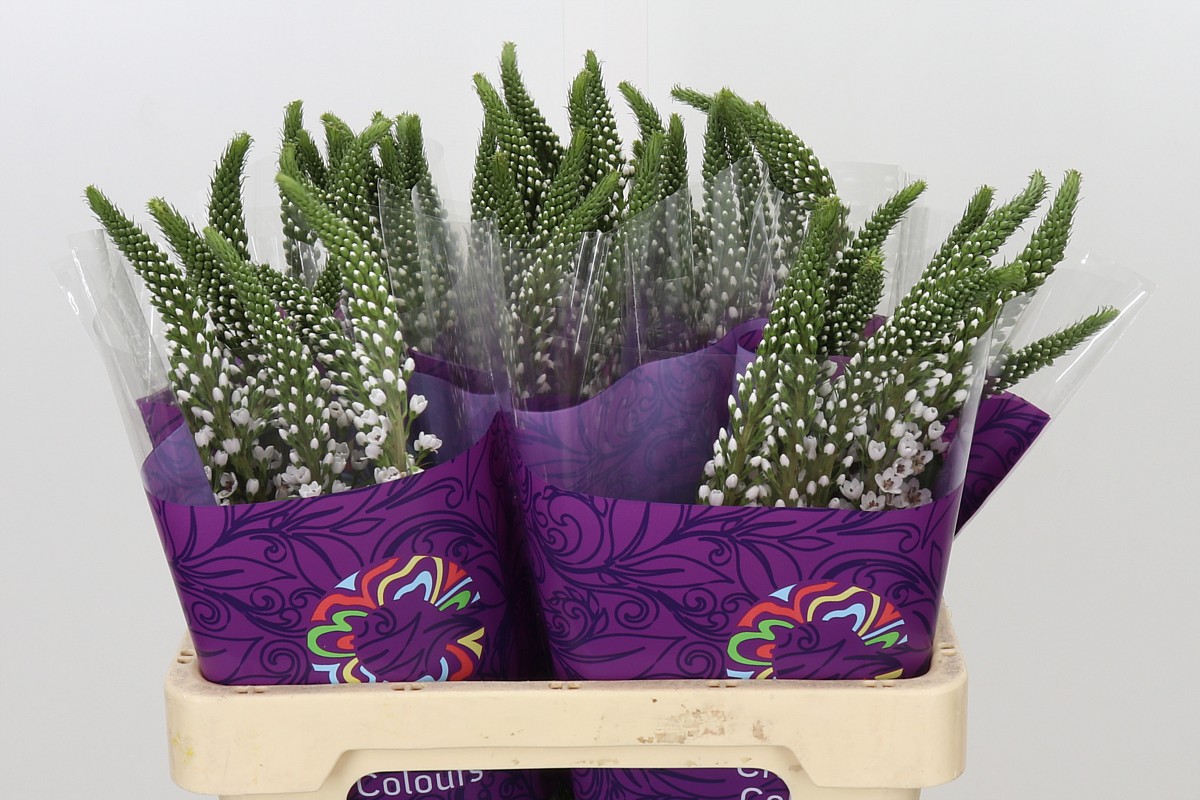 Lysimachia St 60cm