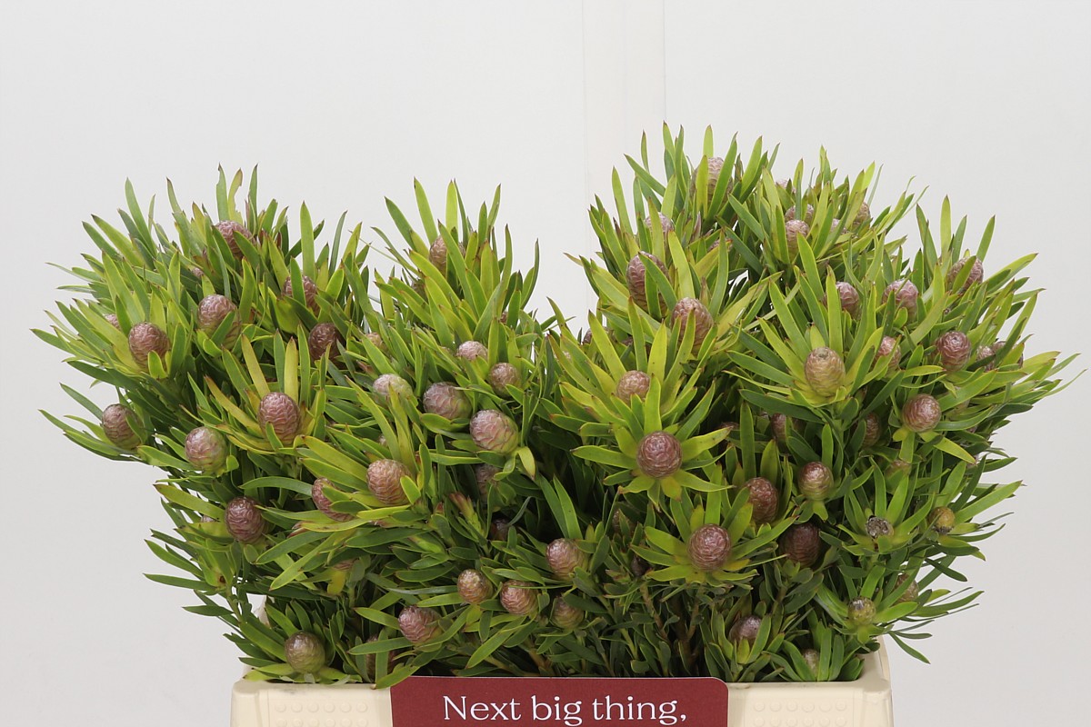 Leucad Lime Green 40cm