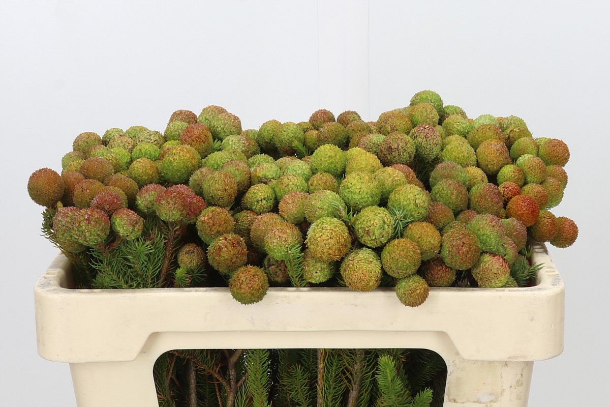 Berzelia Galpinii Baubels Bunch 50cm