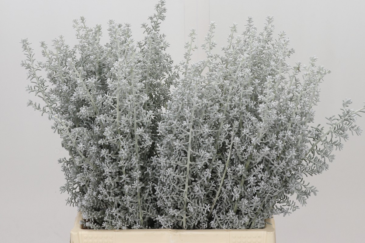 Kochia Scoparia 45cm