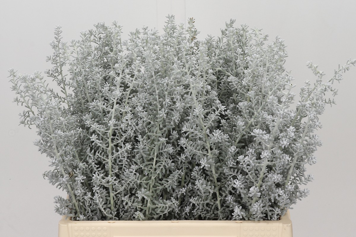 Kochia Scoparia 40cm