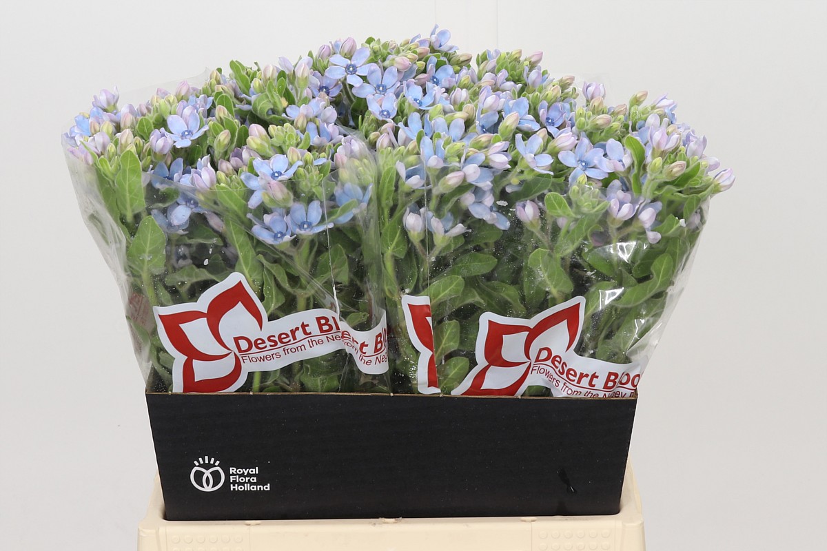 Oxypetalum Coeruleum 45cm