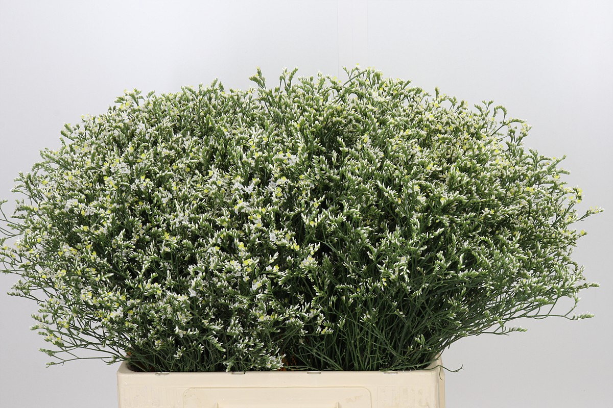 Limonium St Stuk 60cm