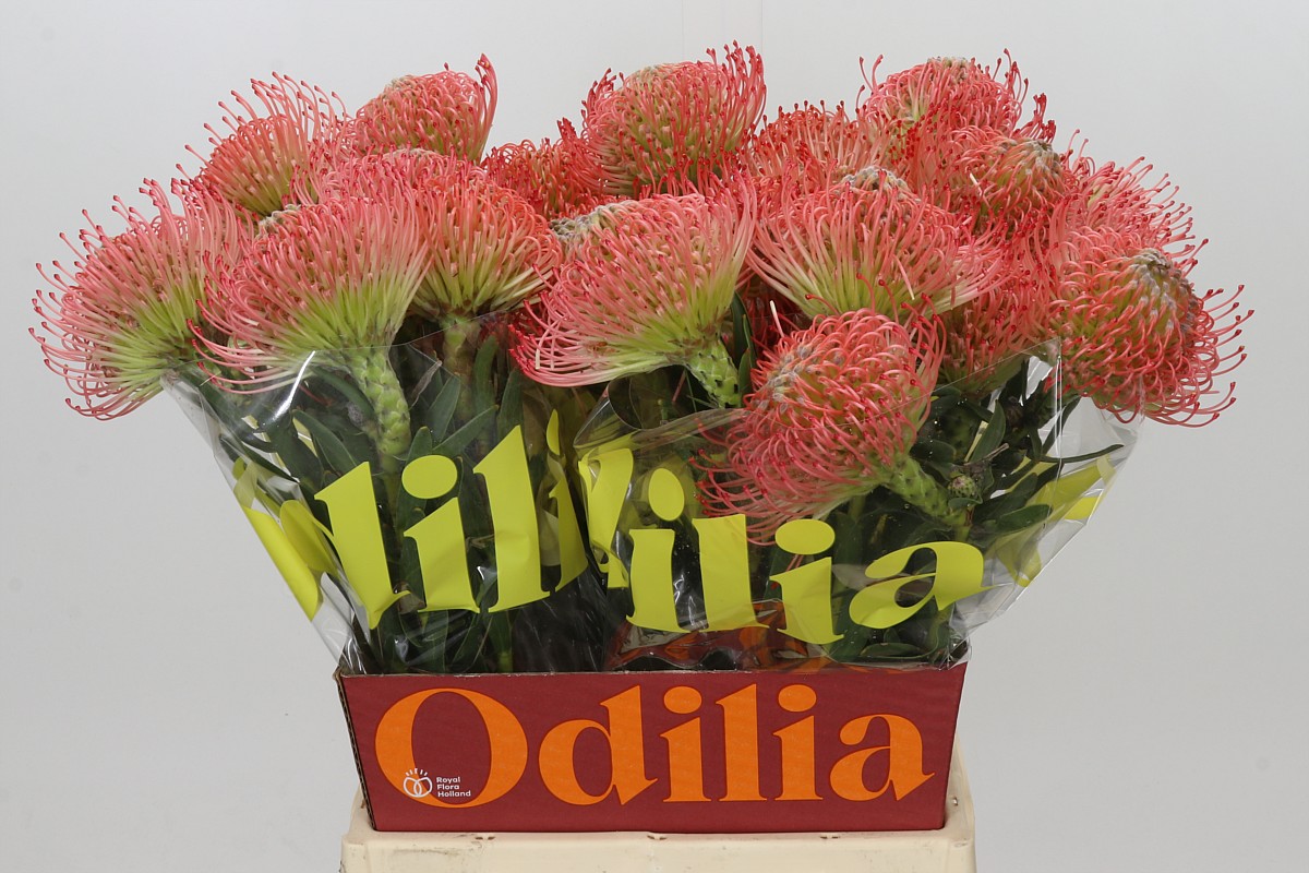 Leuco Ayoba Pink 50cm