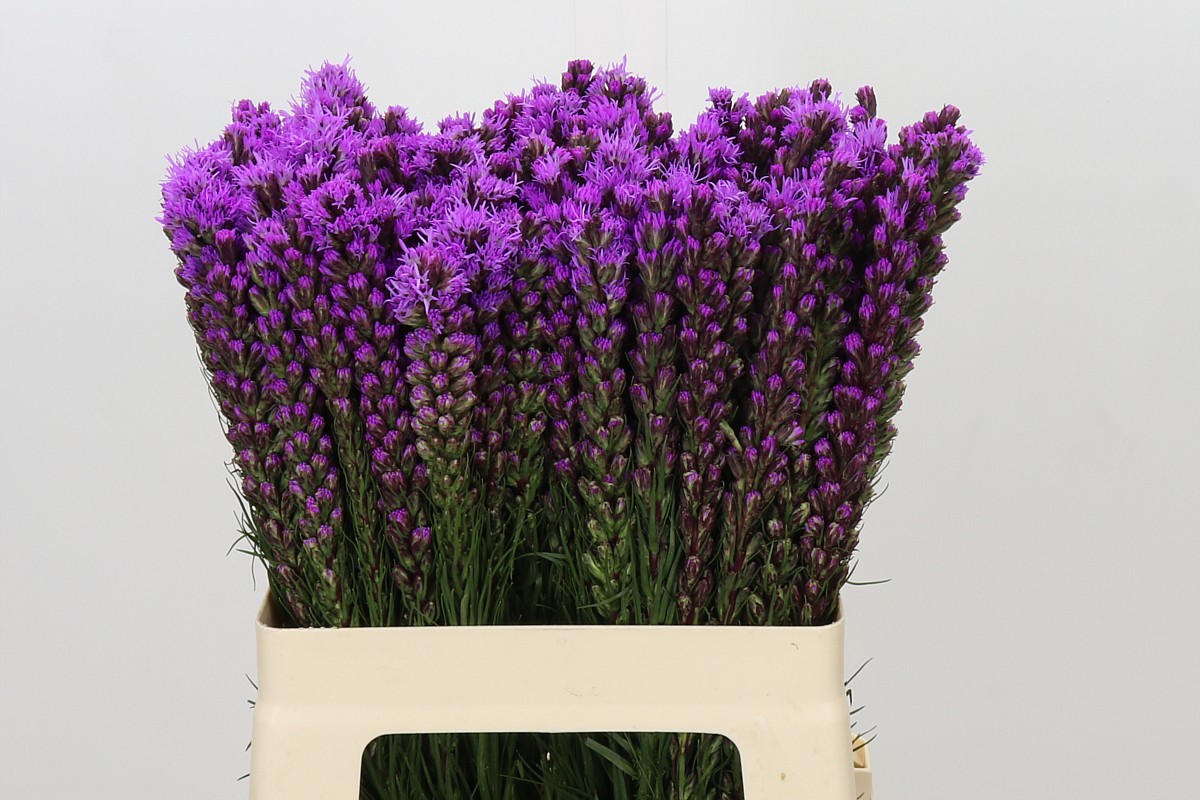 Liatris S Callilepis 60cm