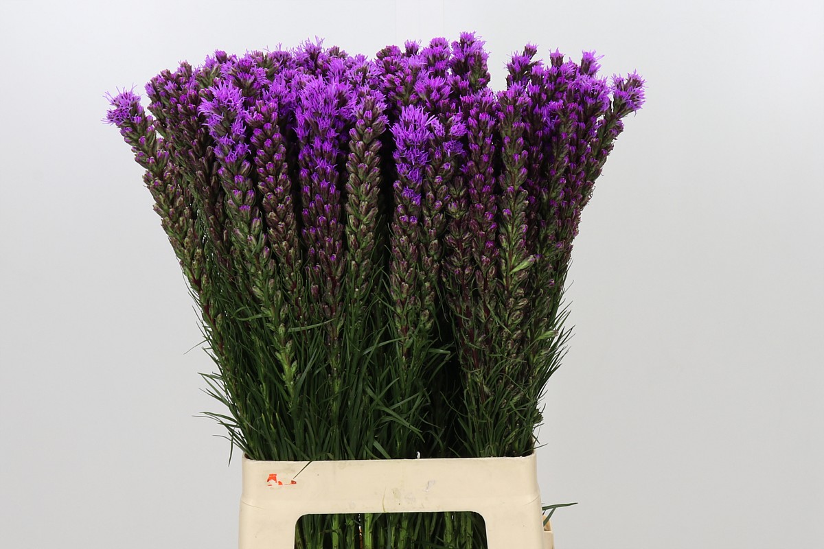 Liatris S Callilepis 70cm