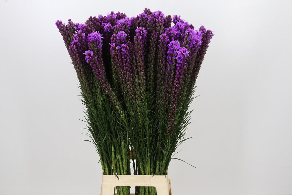 Liatris S Callilepis 90cm