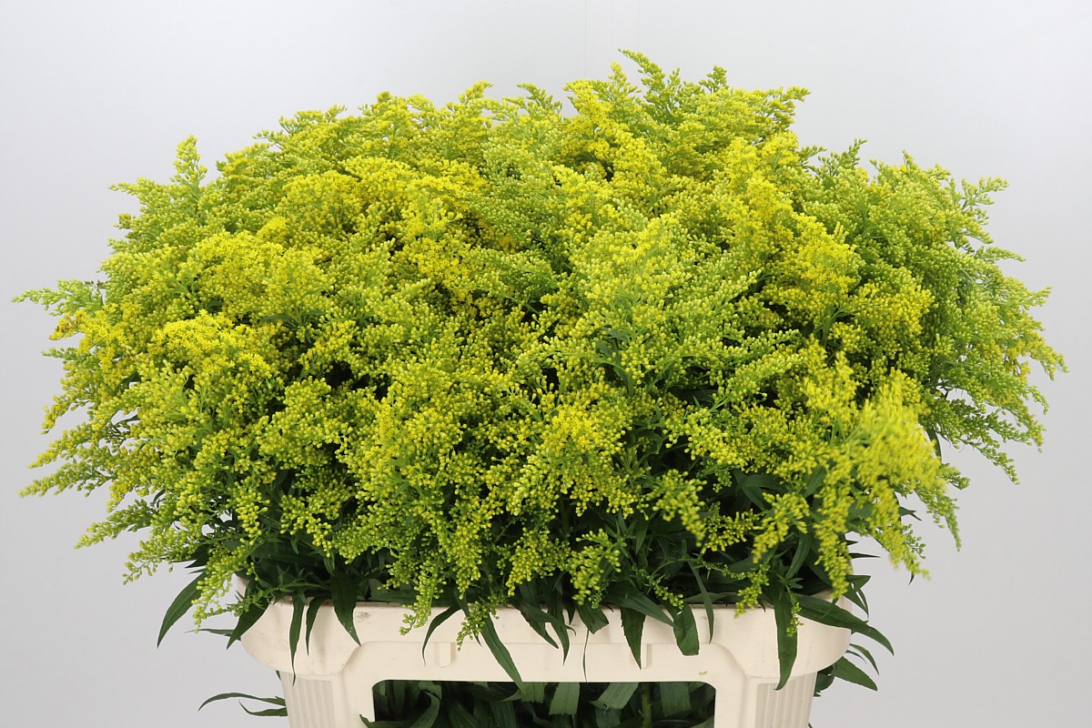 Solidago Marvellous Gold 80cm 40gram