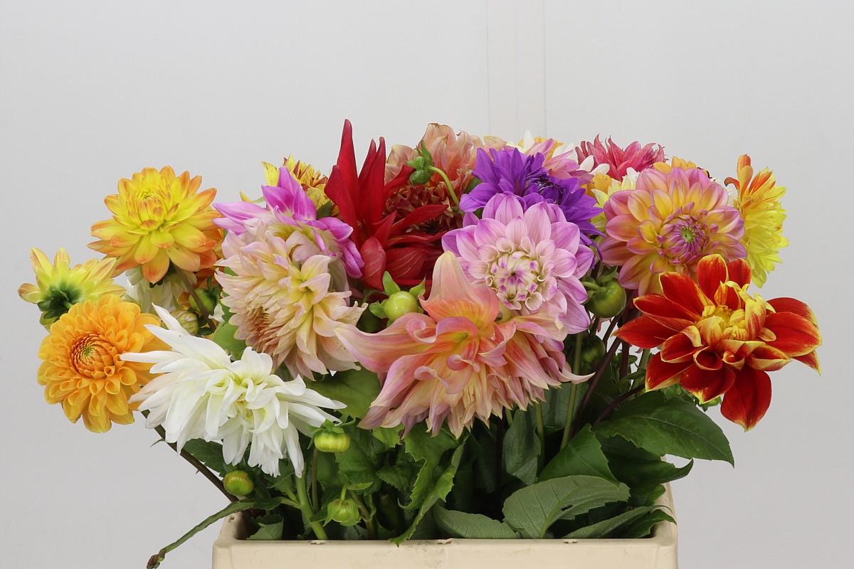 Dahlia Mixed In Bunch 40cm