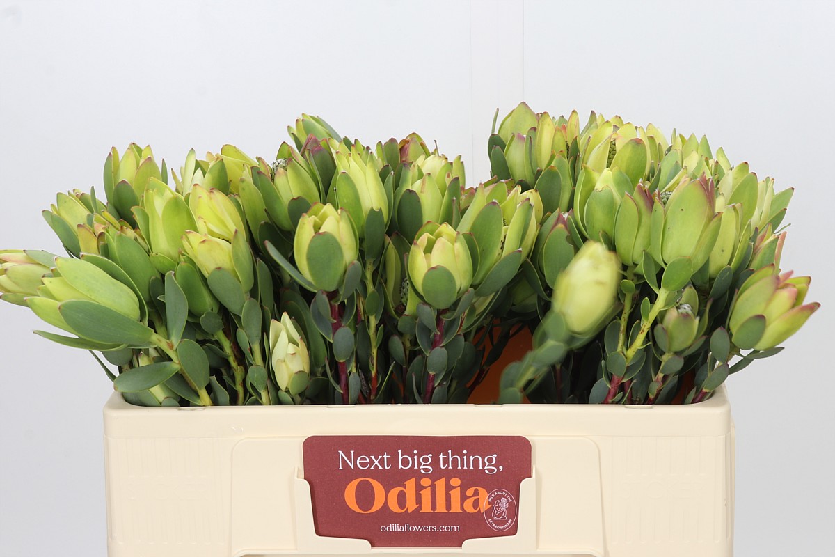 Leucadendron Discolor 50cm