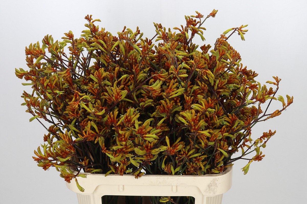 Anigozanthos Bush Sunset 80cm
