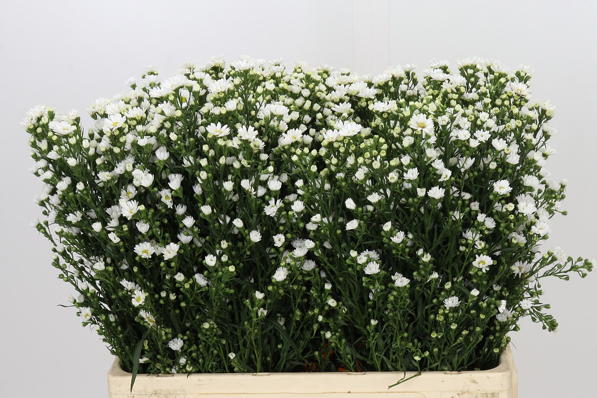 Aster Paquita 60cm 20gram