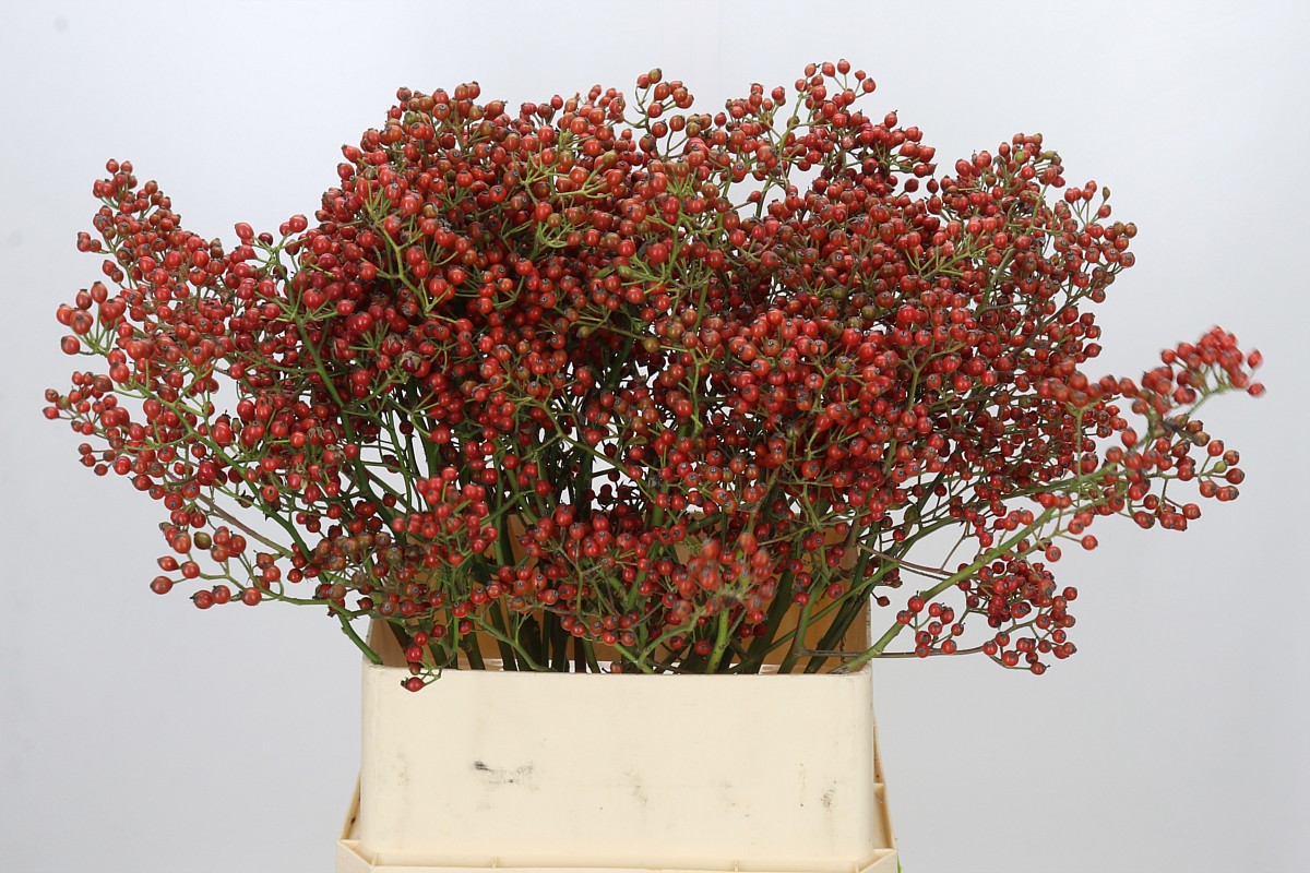 Rosa Aut Rosefruits 90cm