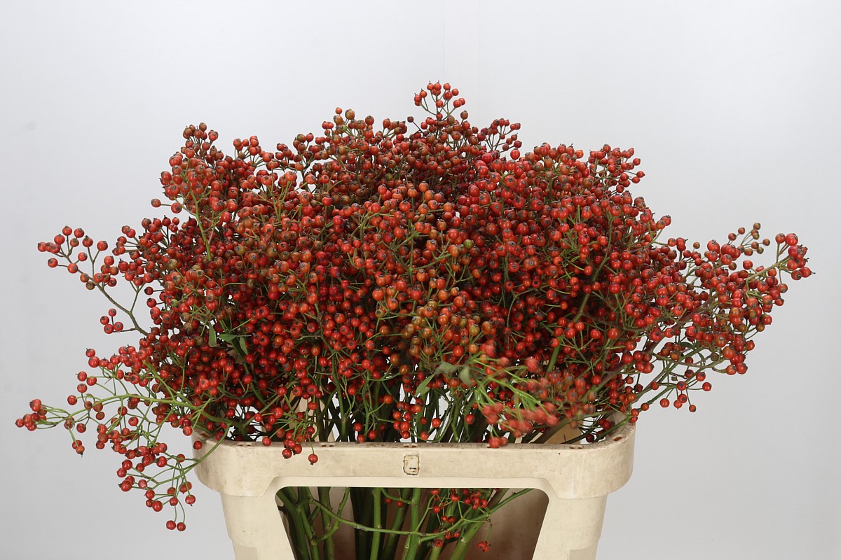 Rosa Aut Rosefruits 80cm