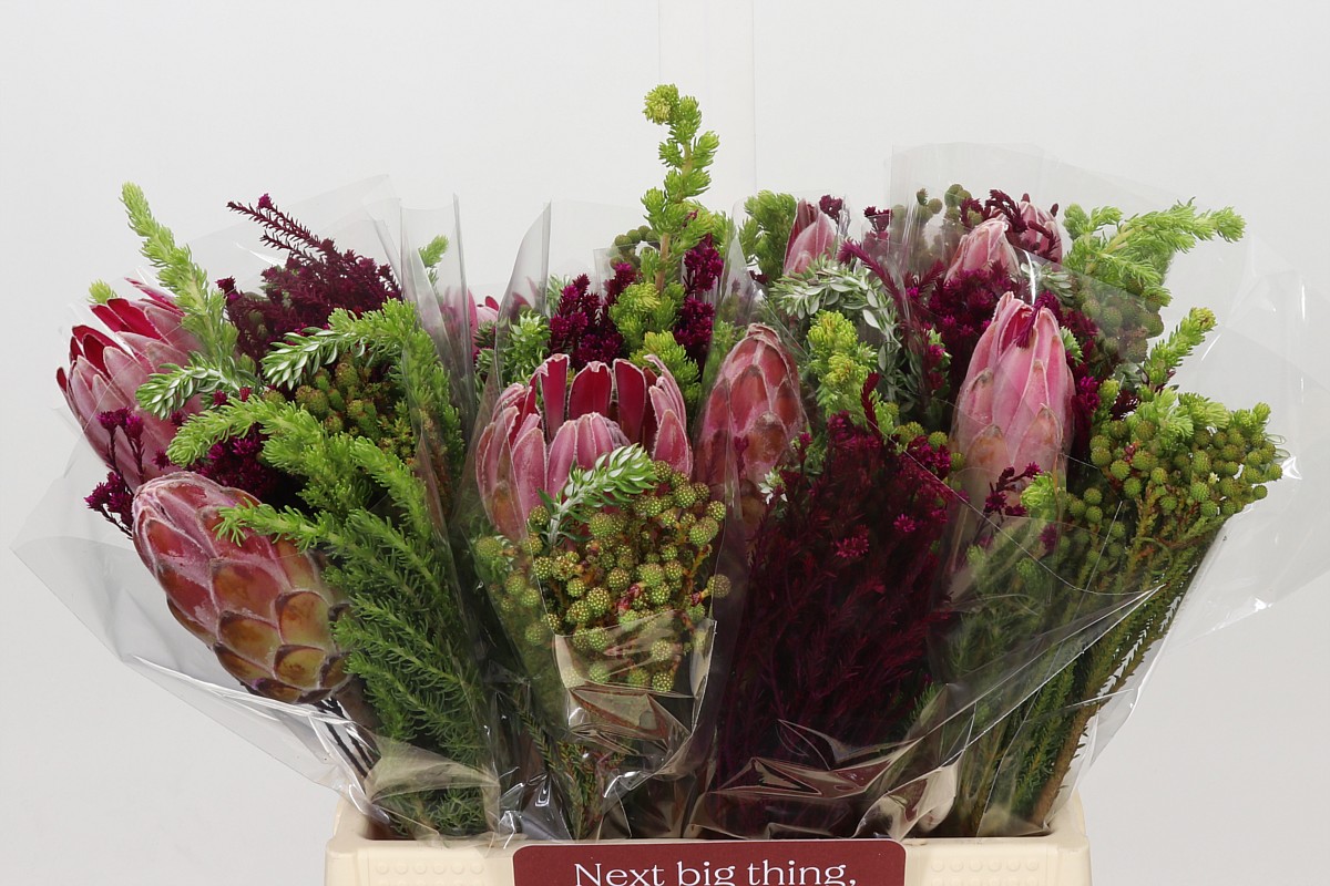 Protea Bouquet Per Bunch 40cm