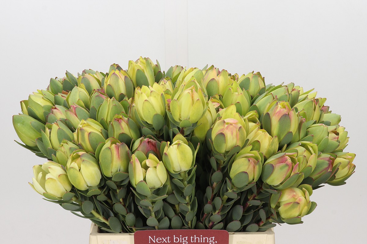 Leucadendron Discolor 40cm