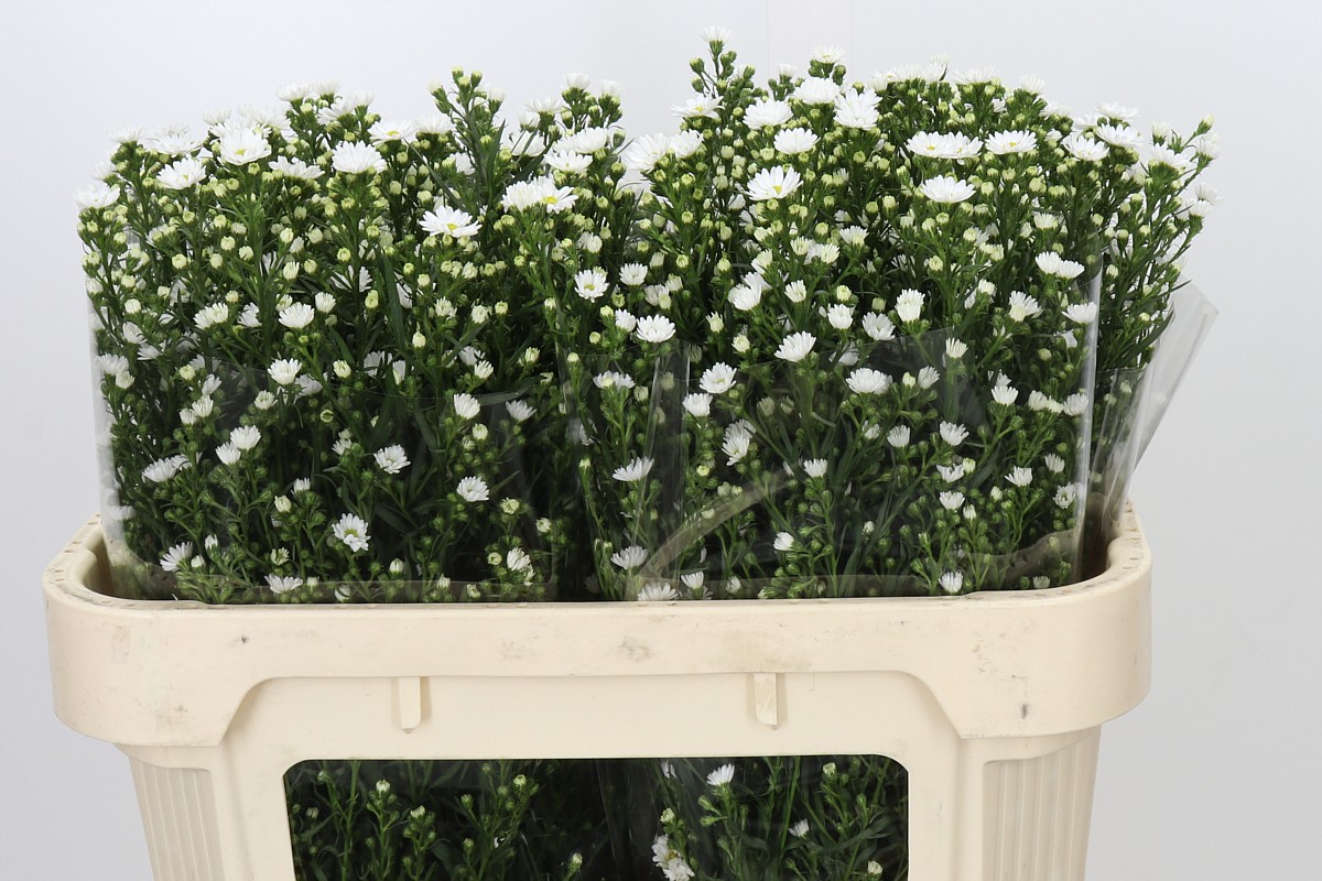 Aster Paquita 70cm 30gram
