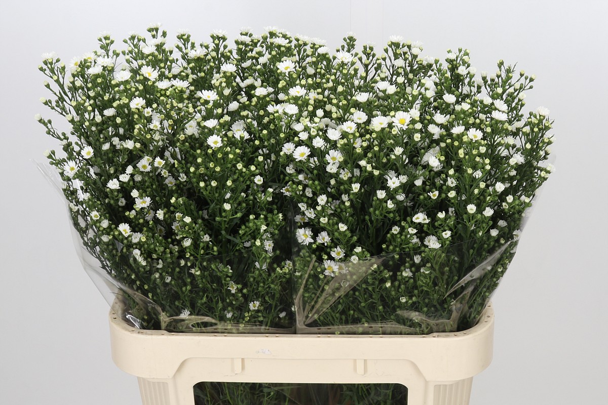 Aster Paquita 80cm 40gram