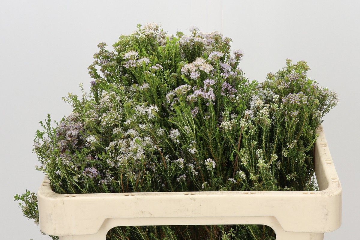 Agathosma White Clip 50cm