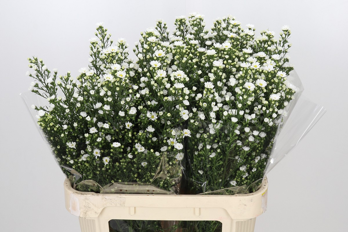 Aster Paquita 80cm 40gram