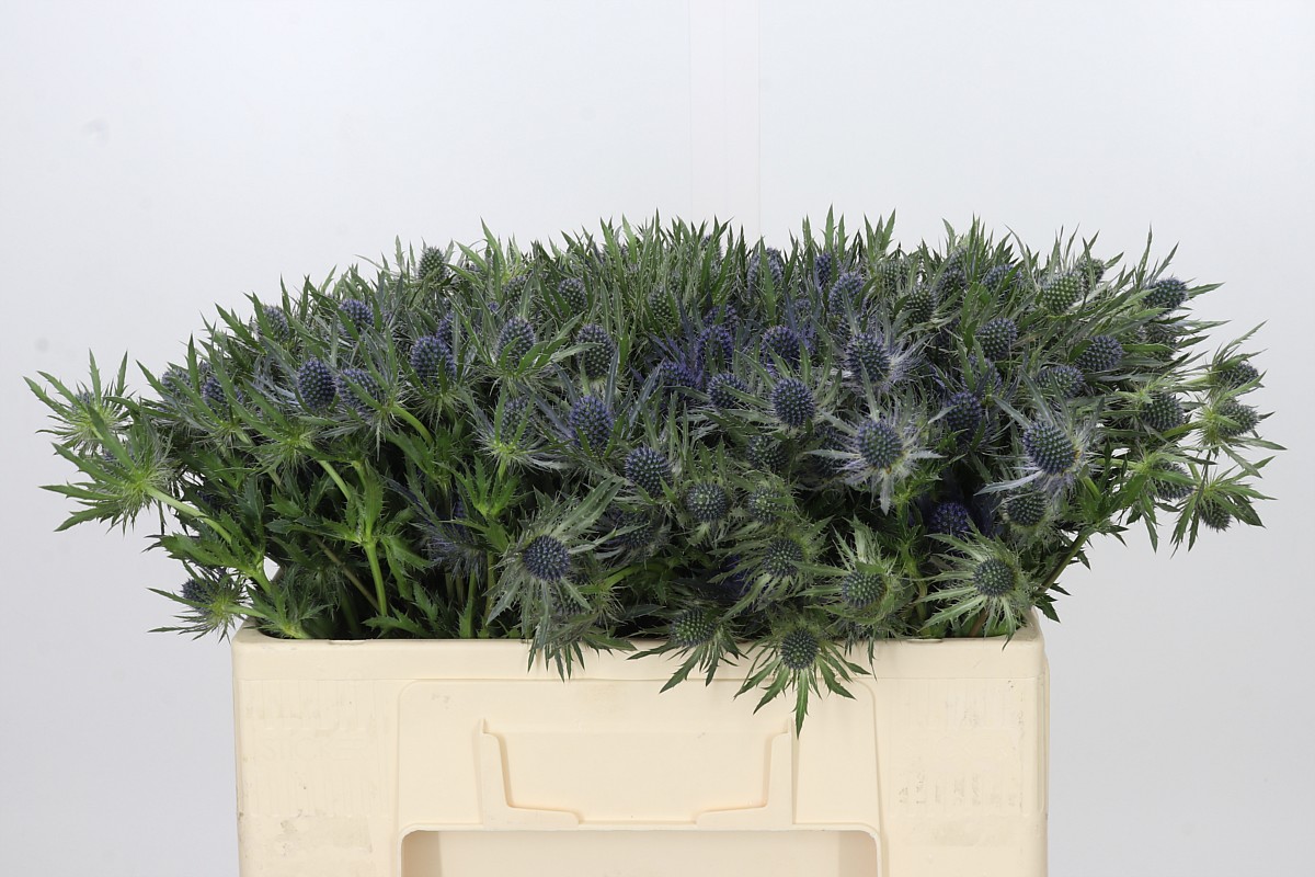Eryngium Blue Lagoon 50cm