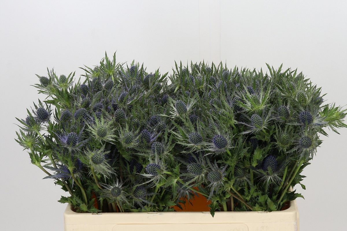 Eryngium Blue Lagoon 50cm