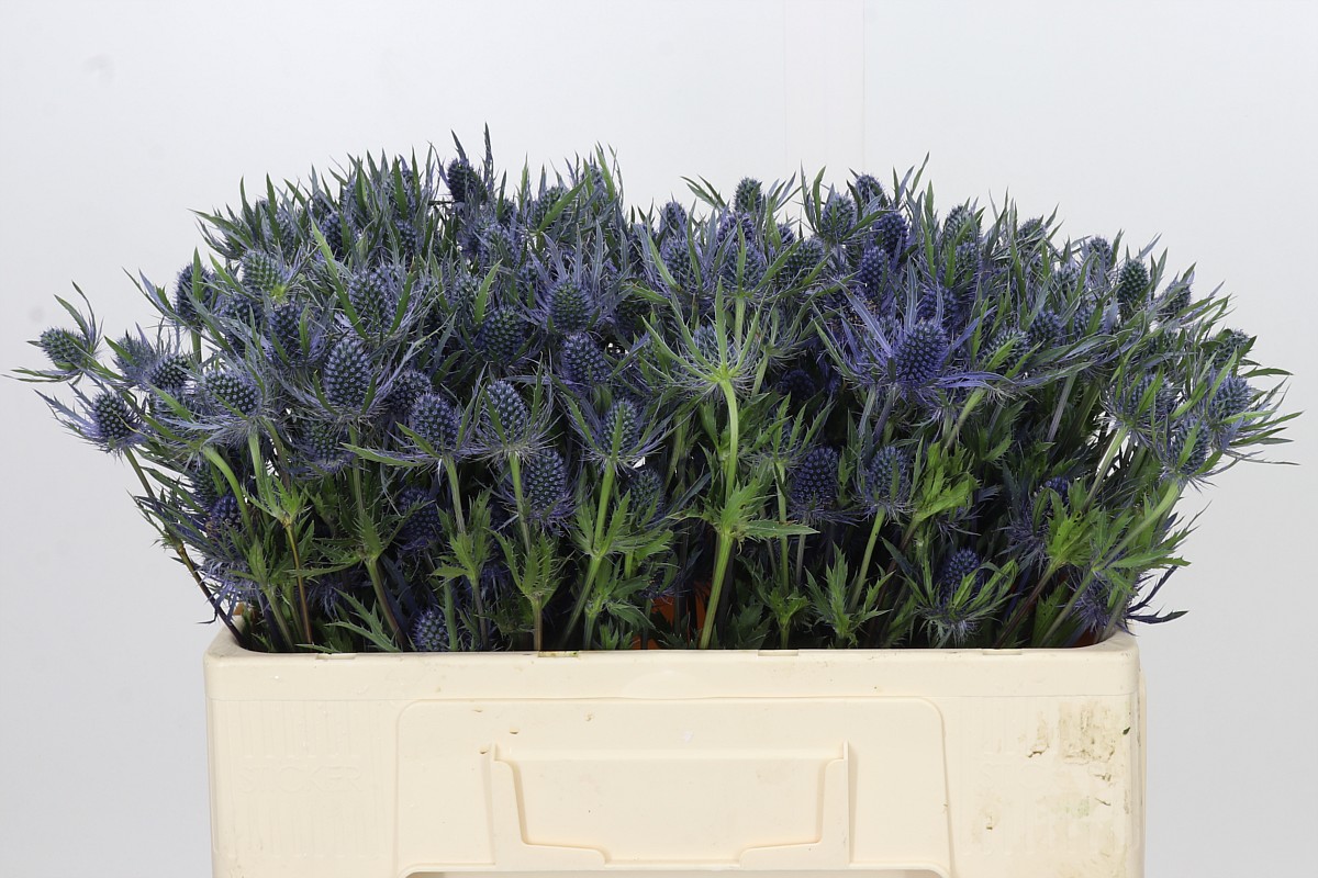 Eryngium Planum 50cm