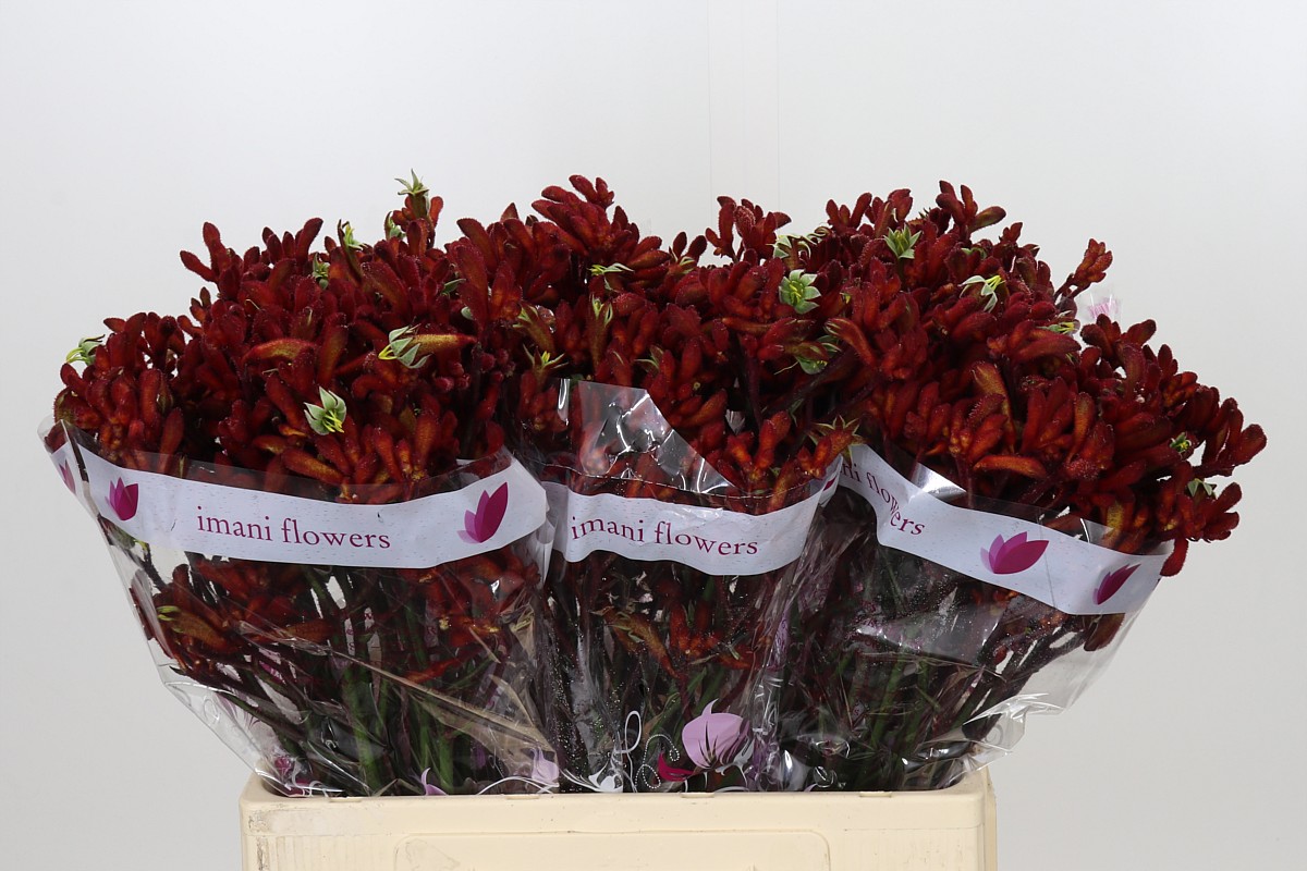 Anigozanthos Red Early Spring 60cm