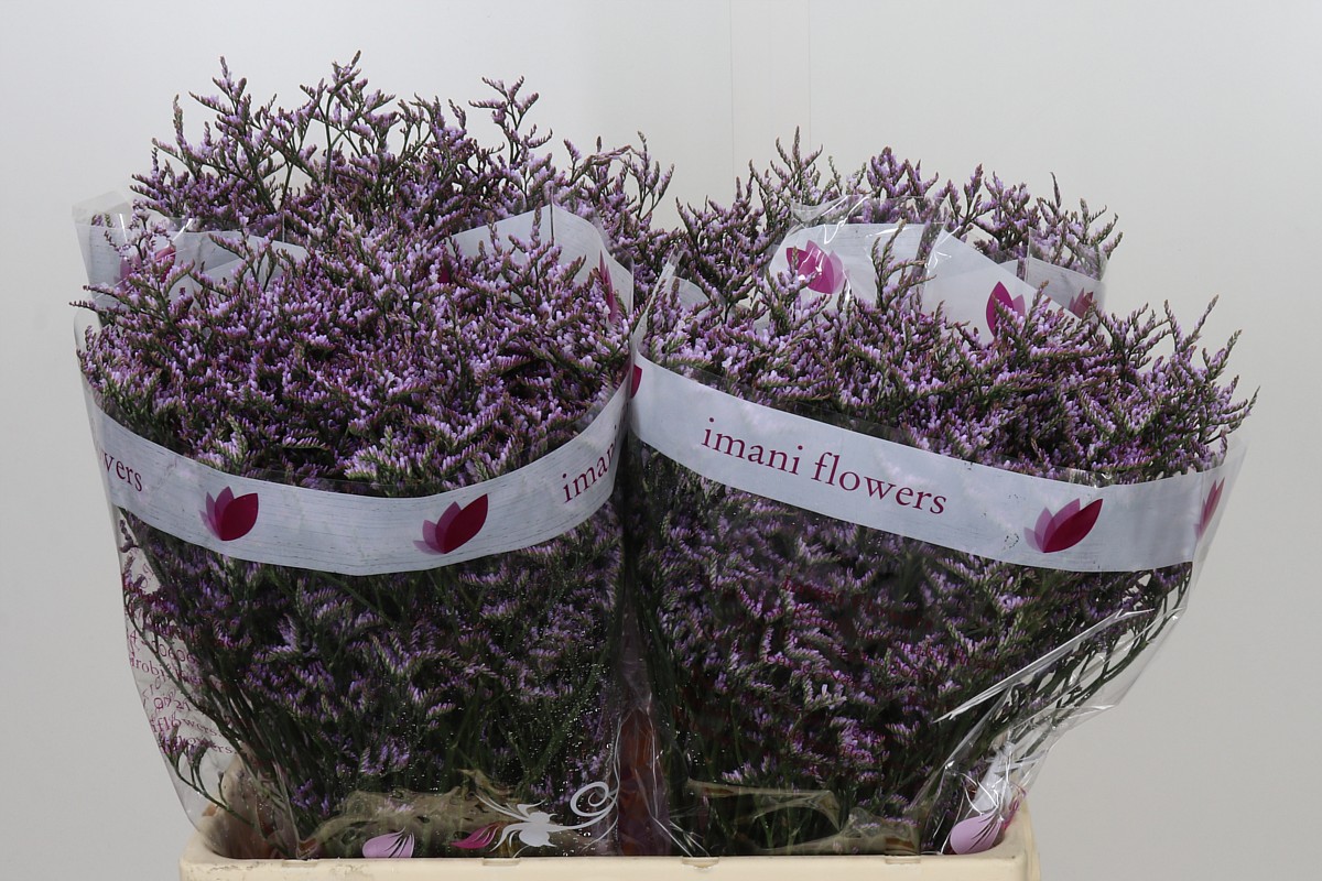 Limonium Sin Safora Lilac 60cm 26gram