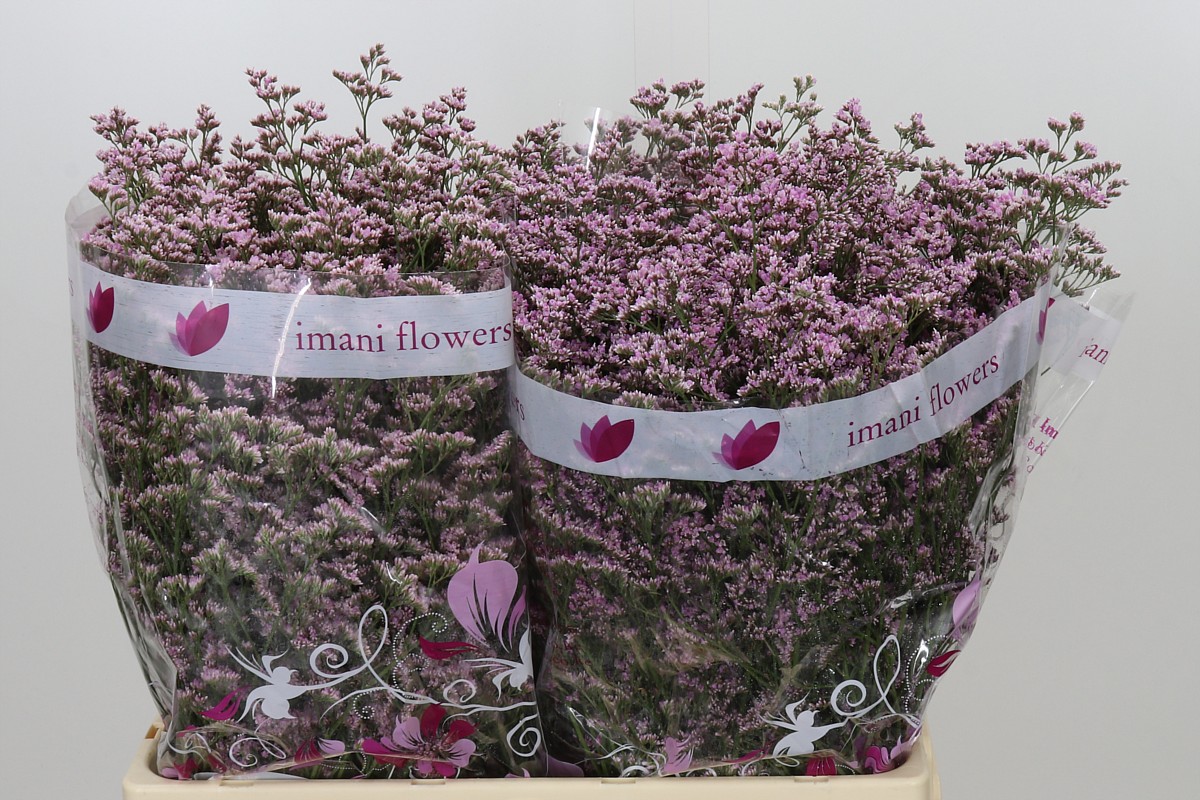 Limonium Saf Oshi Pink 60cm 26gram