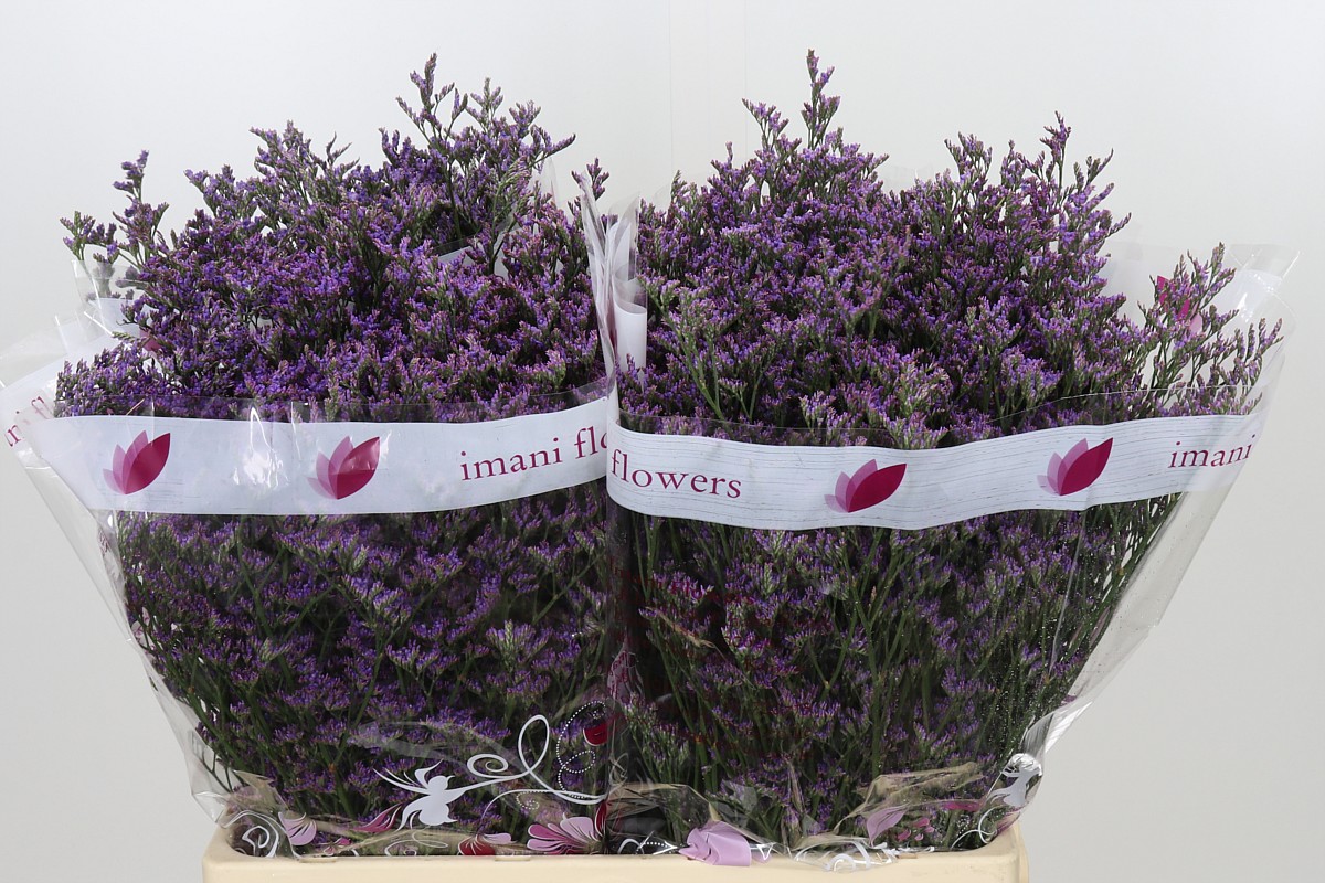Limonium Saf Shooting Star 60cm 26gram