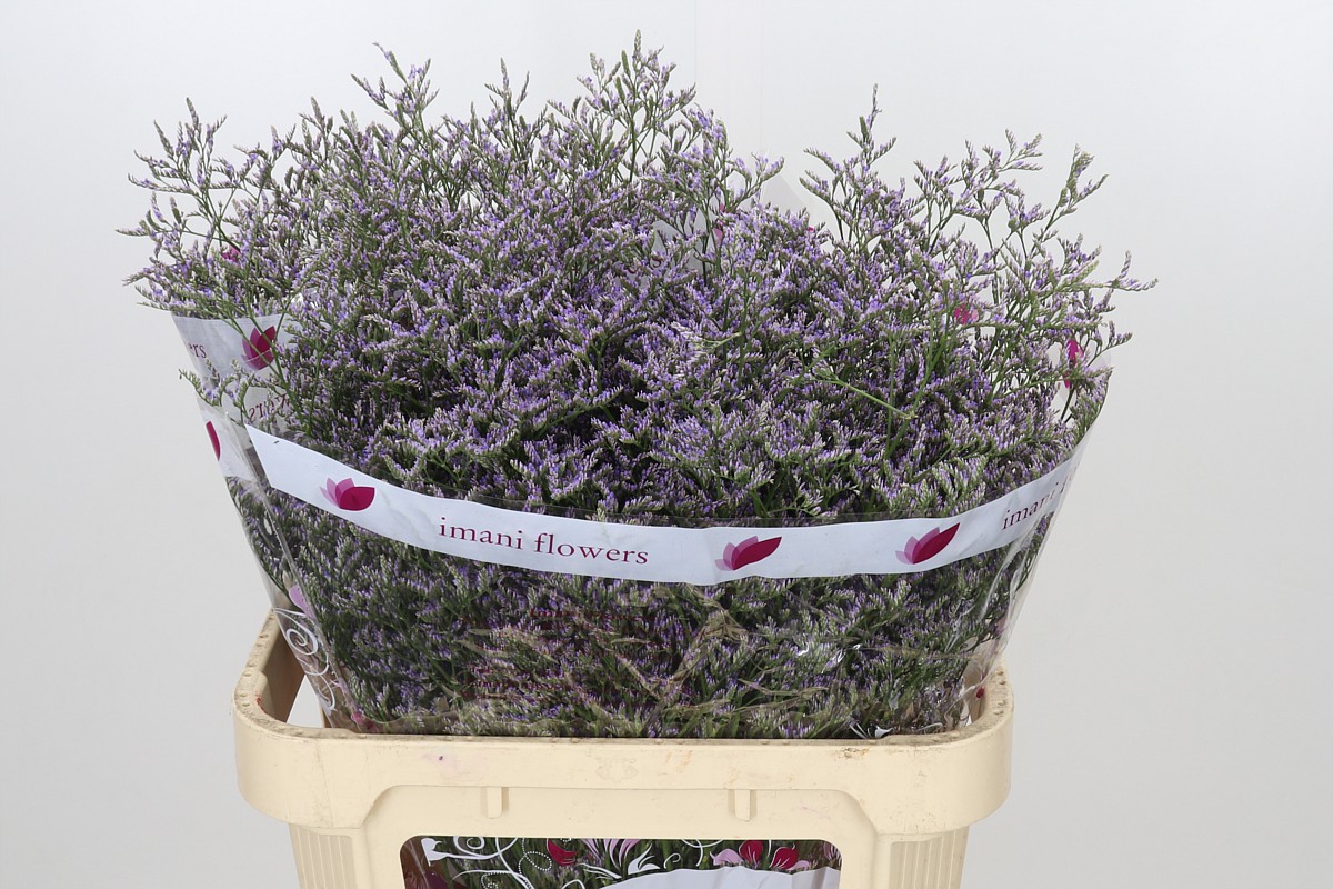 Limonium Sin Skylight 80cm 32gram