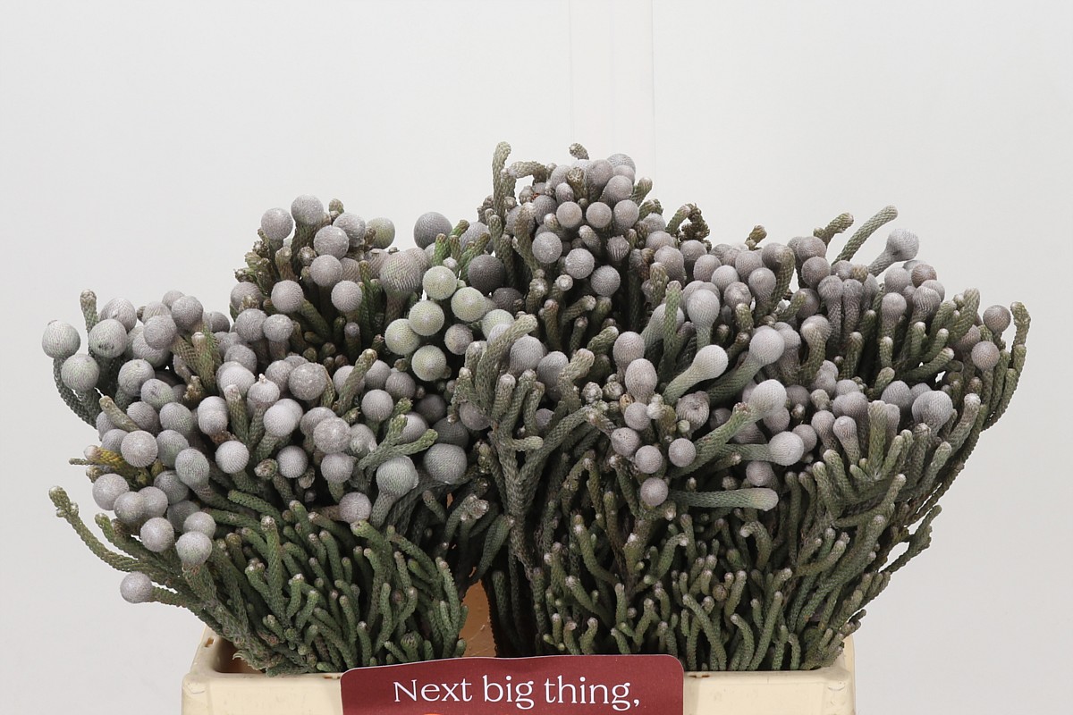 Brunia Silver Bunch 40cm