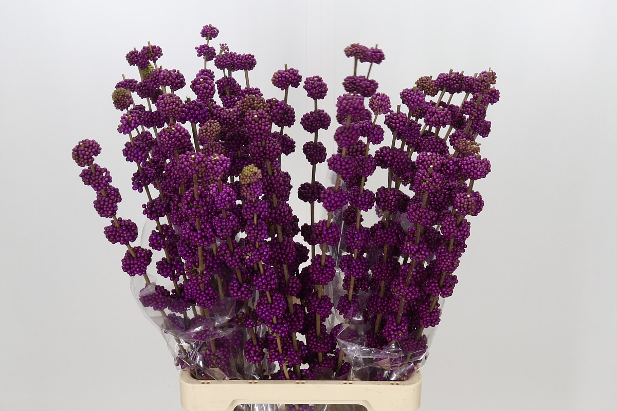 Callicarpa B.giraldi(nl) 80cm