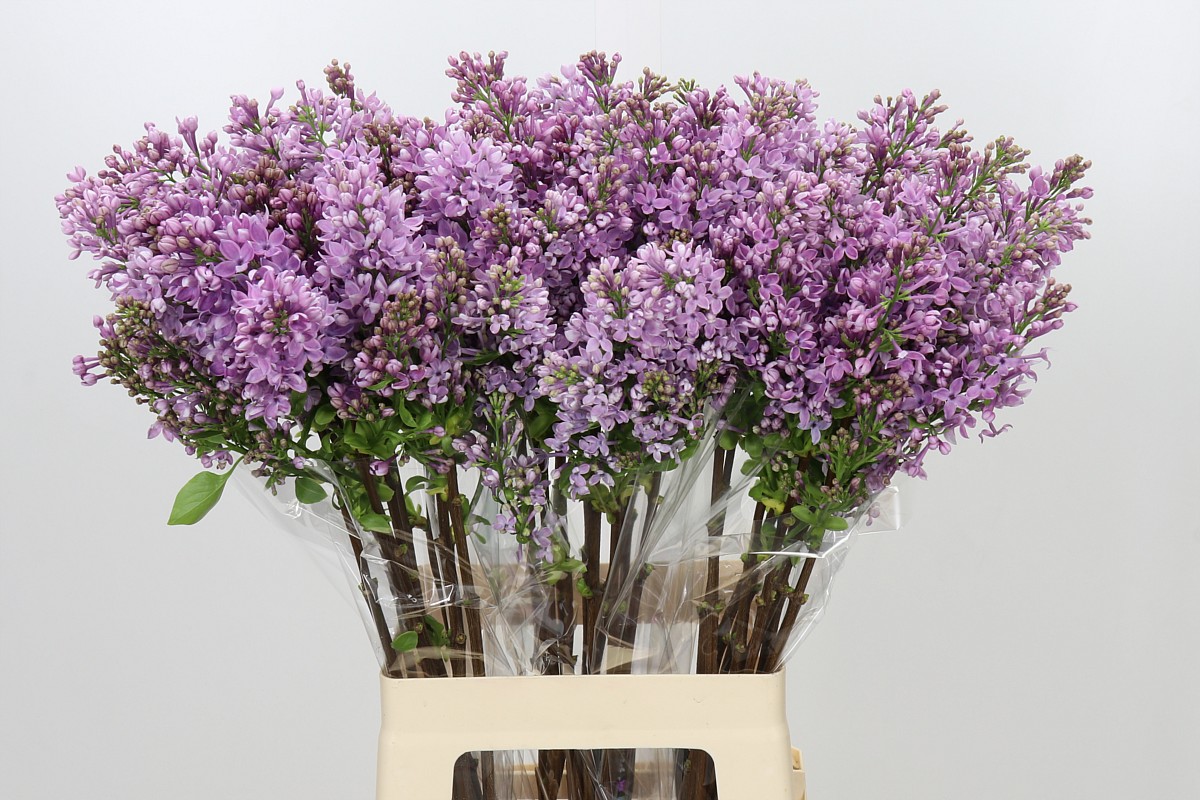 Lilac Dark Koster 70cm