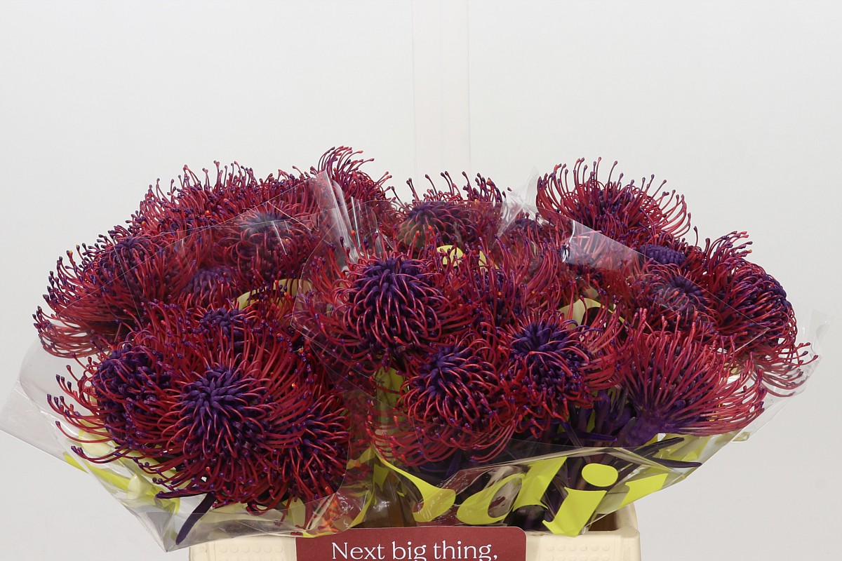 Leucospermum Naomi Painted 40cm