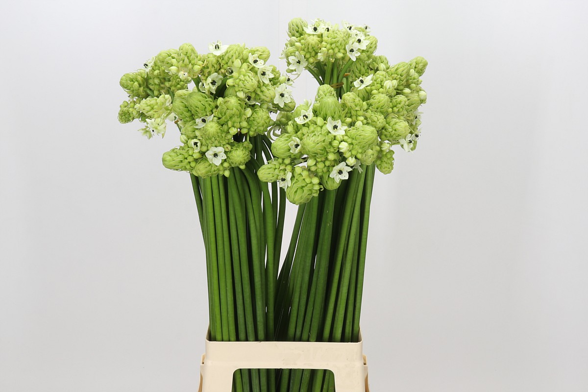 Ornithogalum Arabicum 70cm