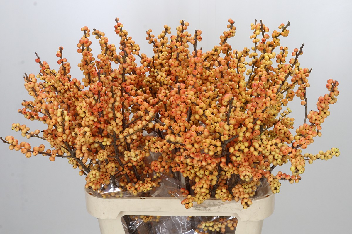Ilex Ilexia Julia 90cm